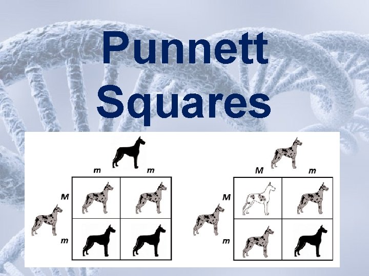 Punnett Squares 