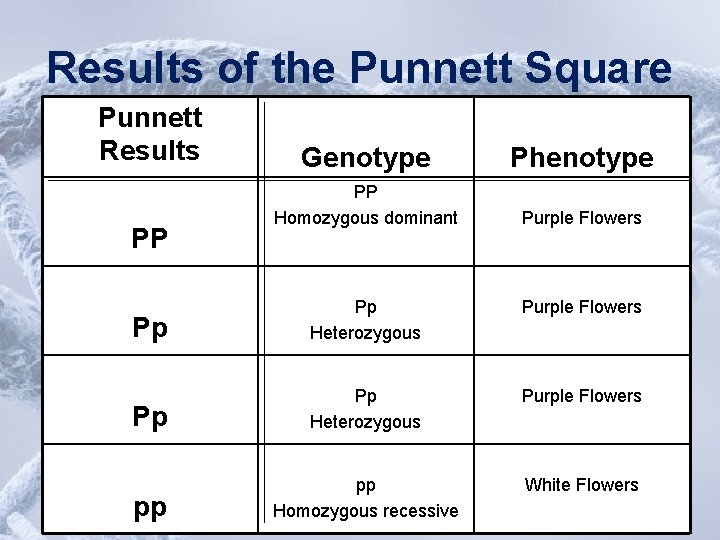 Results of the Punnett Square Punnett Results PP Genotype Phenotype PP Homozygous dominant Purple