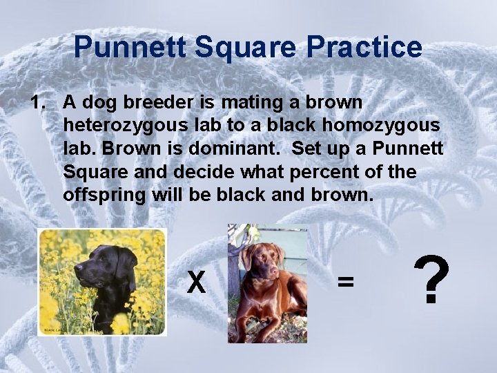 Punnett Square Practice 1. A dog breeder is mating a brown heterozygous lab to