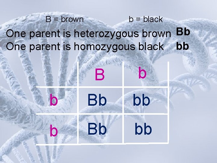 B = brown b = black One parent is heterozygous brown Bb One parent