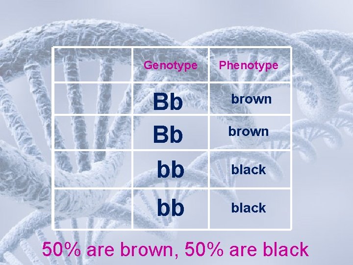 Genotype Phenotype Bb Bb bb brown bb black 50% are brown, 50% are black