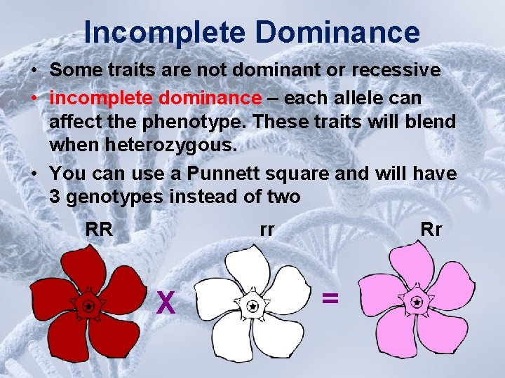 Incomplete Dominance • Some traits are not dominant or recessive • incomplete dominance –