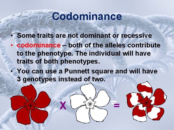 Codominance • Some traits are not dominant or recessive • codominance – both of