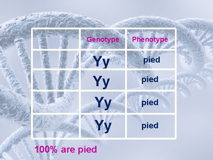 Genotype Phenotype Yy Yy Yy pied 100% are pied 