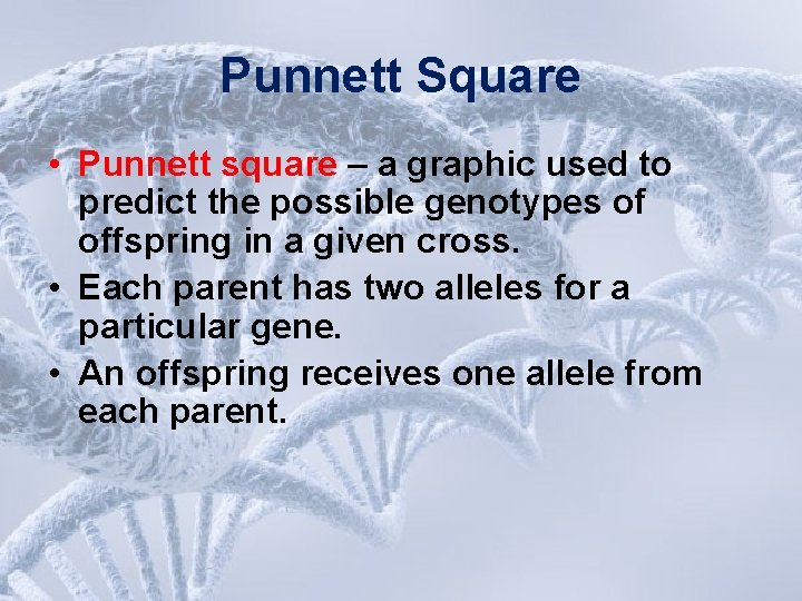 Punnett Square • Punnett square – a graphic used to predict the possible genotypes