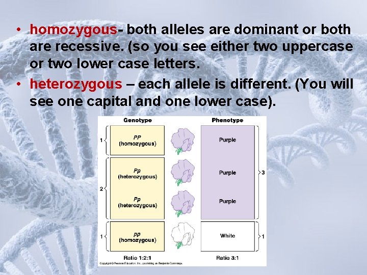  • homozygous- both alleles are dominant or both are recessive. (so you see