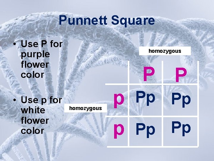 Punnett Square • Use P for purple flower color • Use p for white