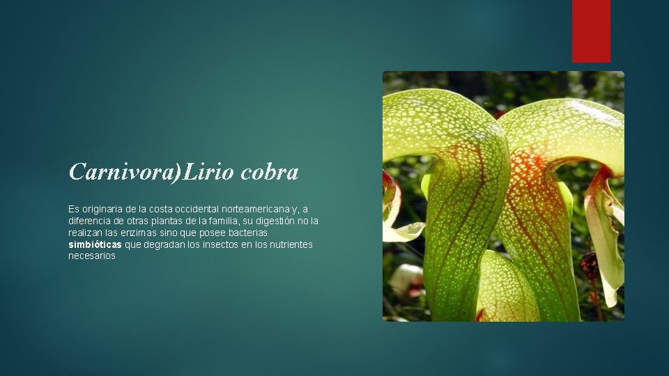 Carnivora)Lirio cobra Es originaria de la costa occidental norteamericana y, a diferencia de otras