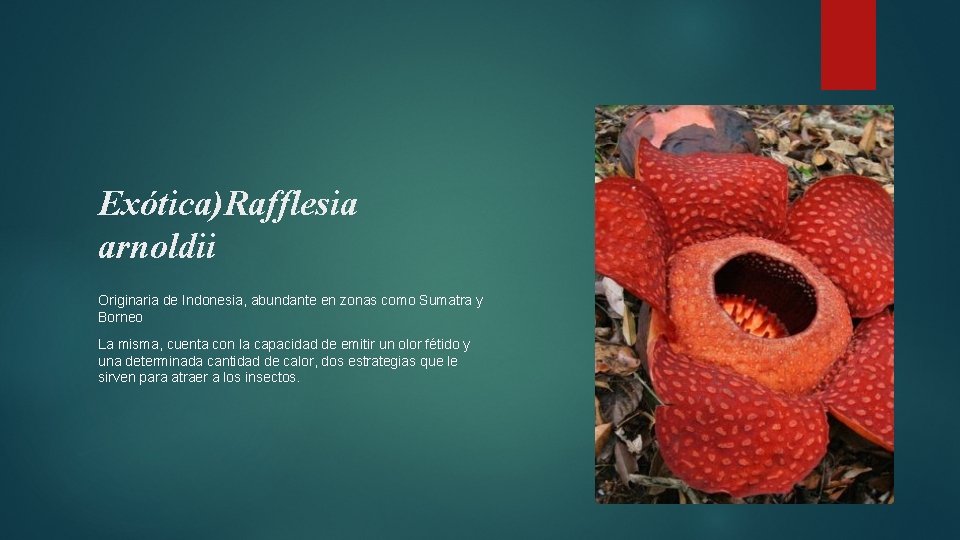 Exótica)Rafflesia arnoldii Originaria de Indonesia, abundante en zonas como Sumatra y Borneo La misma,