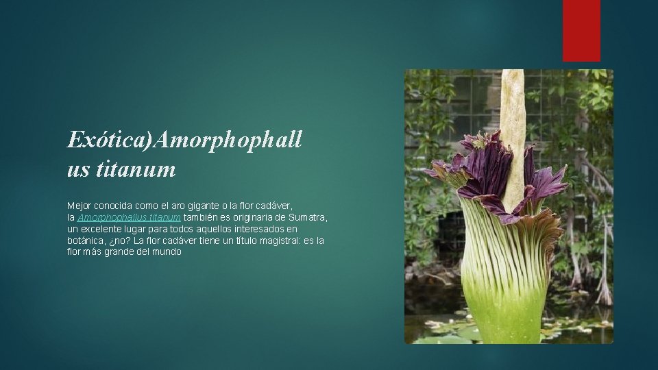 Exótica)Amorphophall us titanum Mejor conocida como el aro gigante o la flor cadáver, la