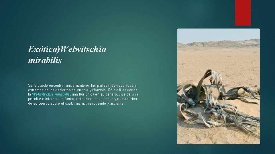 Exótica)Welwitschia mirabilis Se la puede encontrar únicamente en las partes más desoladas y extremas