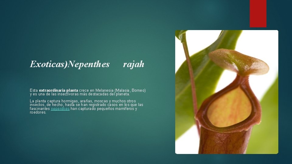 Exoticas)Nepenthes rajah Esta extraordinaria planta crece en Melanesia (Malasia, Borneo) y es una de