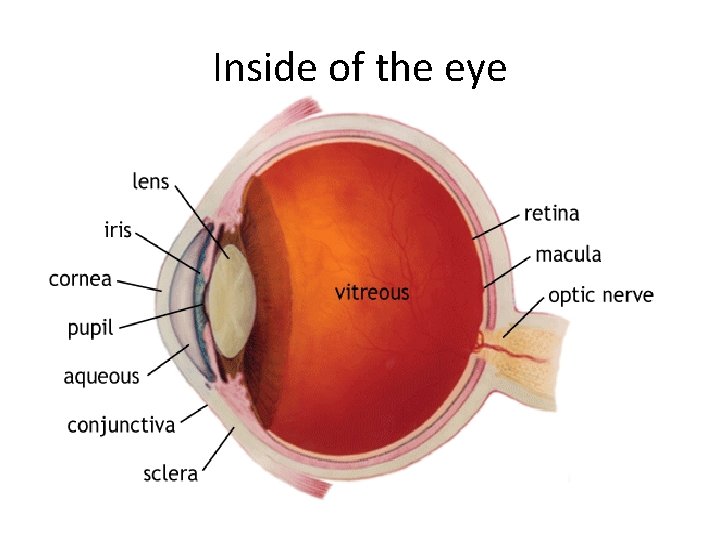 Inside of the eye 