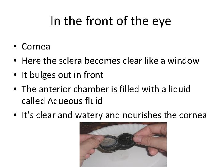 In the front of the eye Cornea Here the sclera becomes clear like a