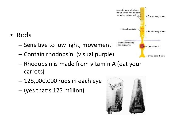  • Rods – Sensitive to low light, movement – Contain rhodopsin (visual purple)