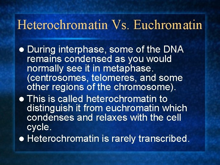 Heterochromatin Vs. Euchromatin l During interphase, some of the DNA remains condensed as you