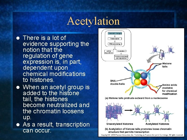Acetylation There is a lot of evidence supporting the notion that the regulation of