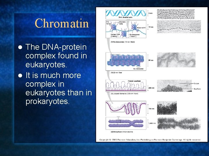 Chromatin The DNA-protein complex found in eukaryotes. l It is much more complex in