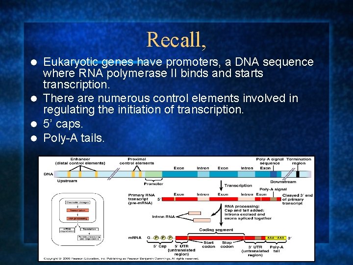 Recall, Eukaryotic genes have promoters, a DNA sequence where RNA polymerase II binds and