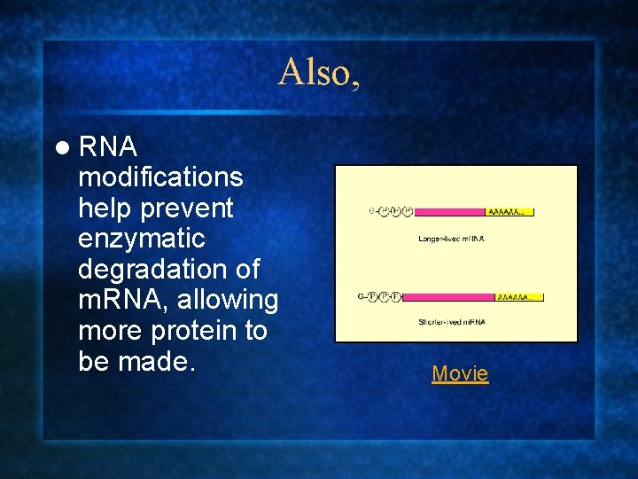 Also, l RNA modifications help prevent enzymatic degradation of m. RNA, allowing more protein