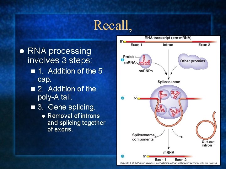 Recall, l RNA processing involves 3 steps: 1. Addition of the 5’ cap. n