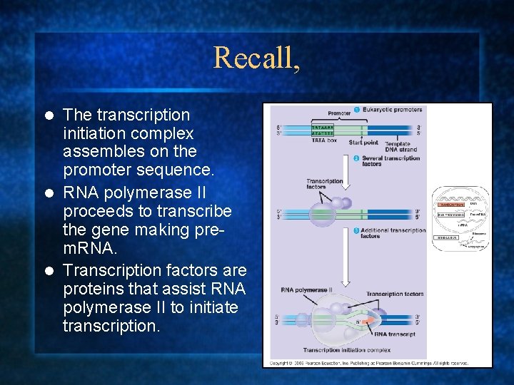 Recall, The transcription initiation complex assembles on the promoter sequence. l RNA polymerase II