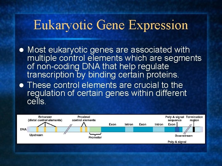 Eukaryotic Gene Expression Most eukaryotic genes are associated with multiple control elements which are