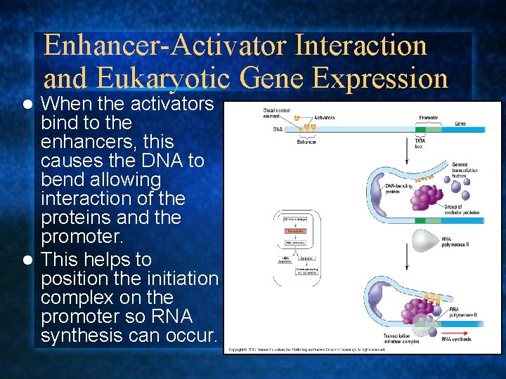 Enhancer-Activator Interaction and Eukaryotic Gene Expression When the activators bind to the enhancers, this