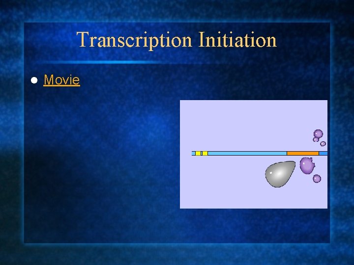 Transcription Initiation l Movie 