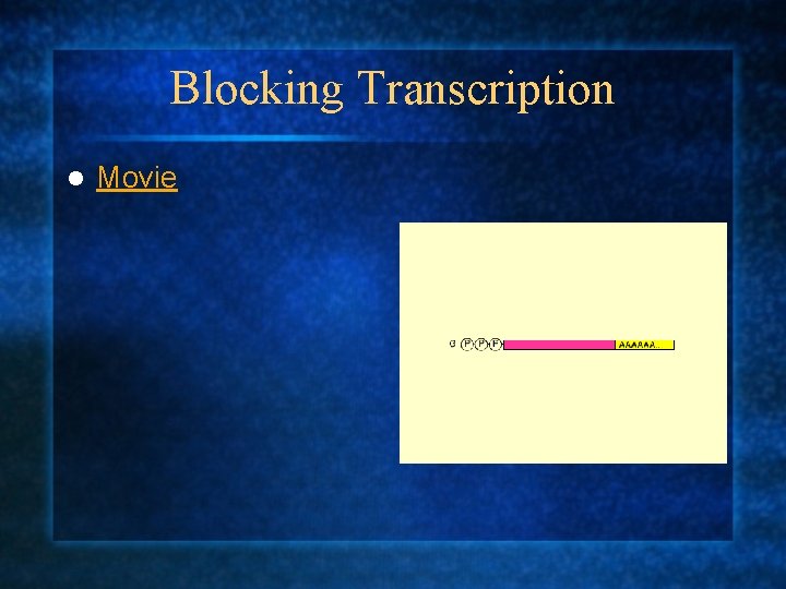 Blocking Transcription l Movie 