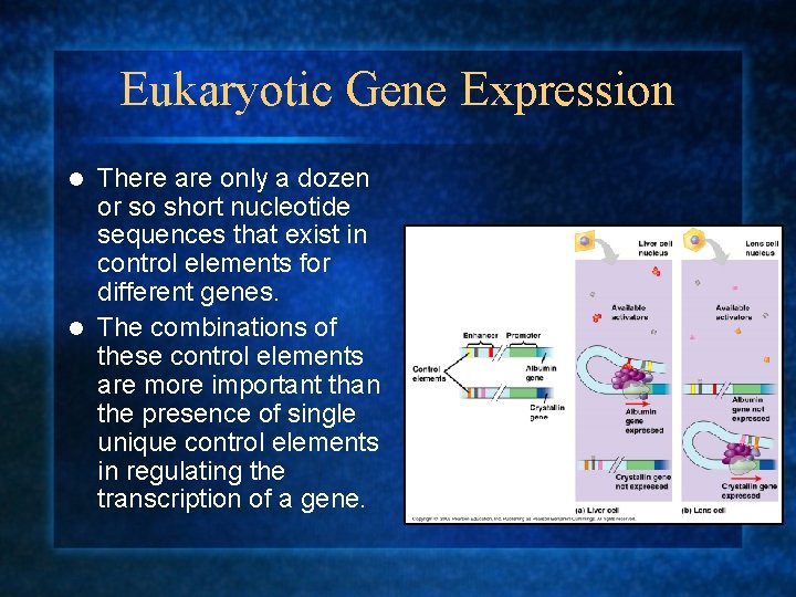 Eukaryotic Gene Expression There are only a dozen or so short nucleotide sequences that