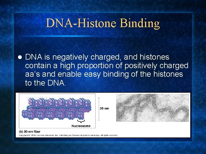 DNA-Histone Binding l DNA is negatively charged, and histones contain a high proportion of