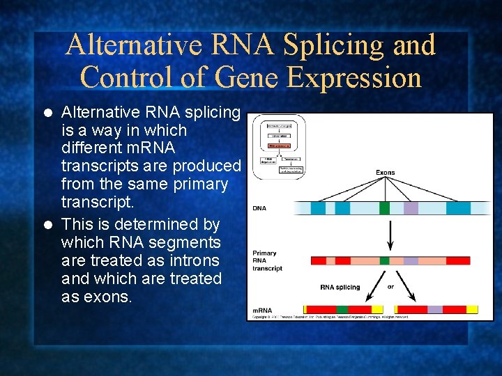 Alternative RNA Splicing and Control of Gene Expression Alternative RNA splicing is a way