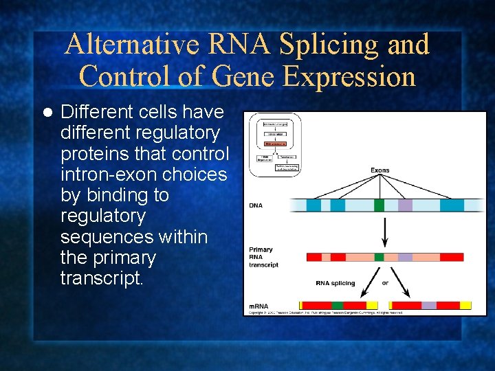 Alternative RNA Splicing and Control of Gene Expression l Different cells have different regulatory