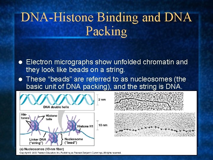 DNA-Histone Binding and DNA Packing Electron micrographs show unfolded chromatin and they look like