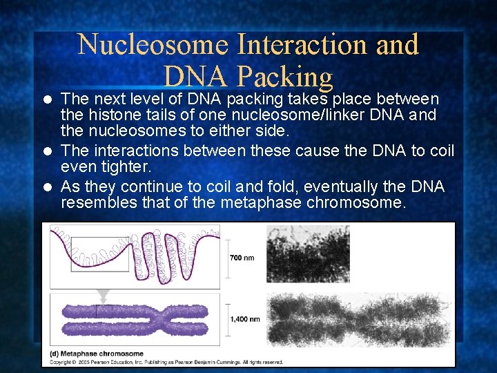 Nucleosome Interaction and DNA Packing The next level of DNA packing takes place between