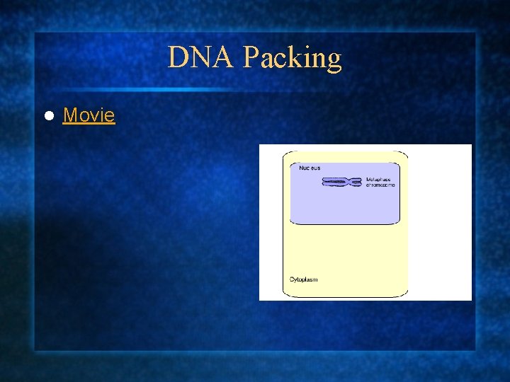 DNA Packing l Movie 