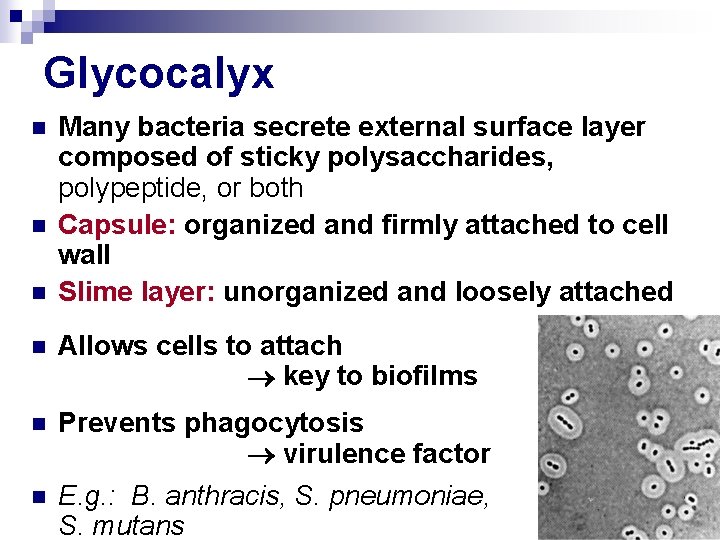 Glycocalyx n n n Many bacteria secrete external surface layer composed of sticky polysaccharides,