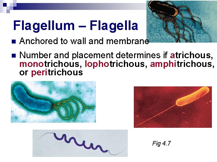 Flagellum – Flagella n Anchored to wall and membrane n Number and placement determines