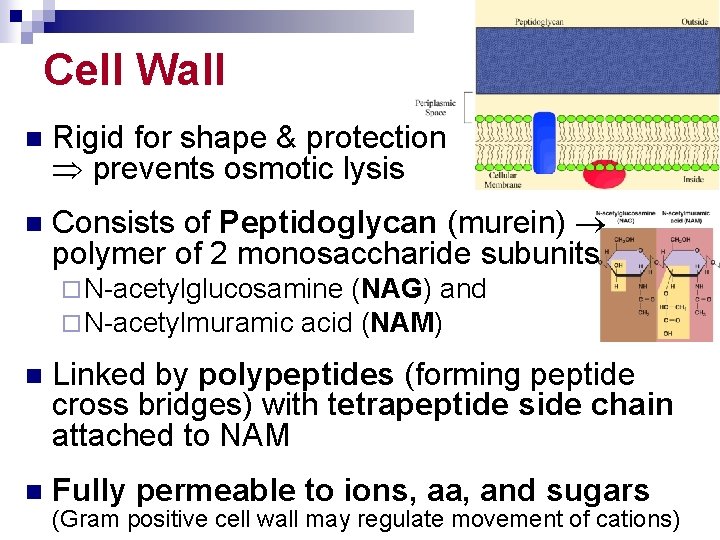 Cell Wall n Rigid for shape & protection prevents osmotic lysis n Consists of