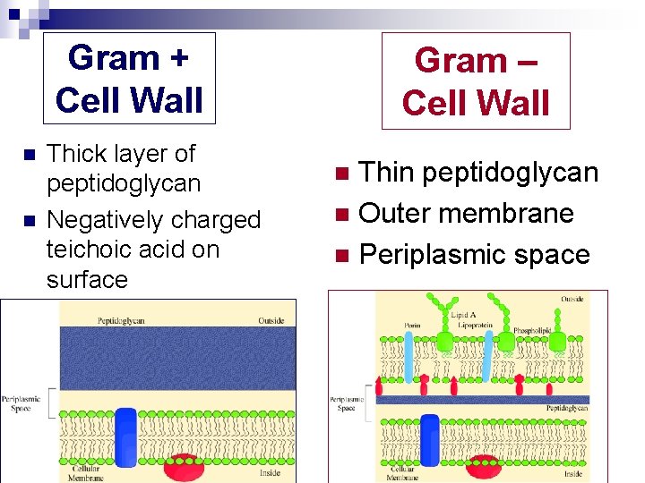 Gram + Cell Wall n n Thick layer of peptidoglycan Negatively charged teichoic acid