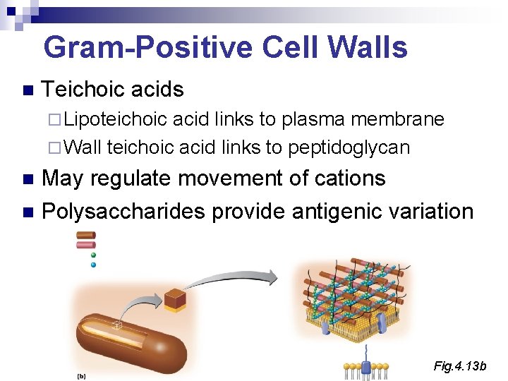 Gram-Positive Cell Walls n Teichoic acids ¨ Lipoteichoic acid links to plasma membrane ¨