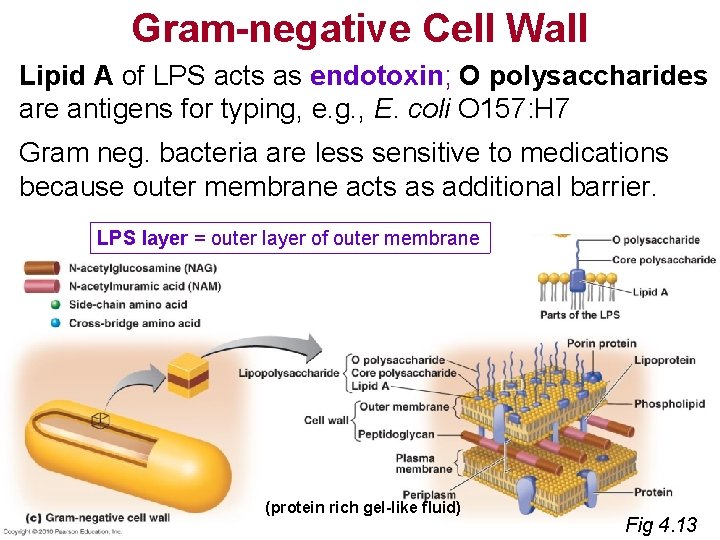 Gram-negative Cell Wall Lipid A of LPS acts as endotoxin; O polysaccharides are antigens