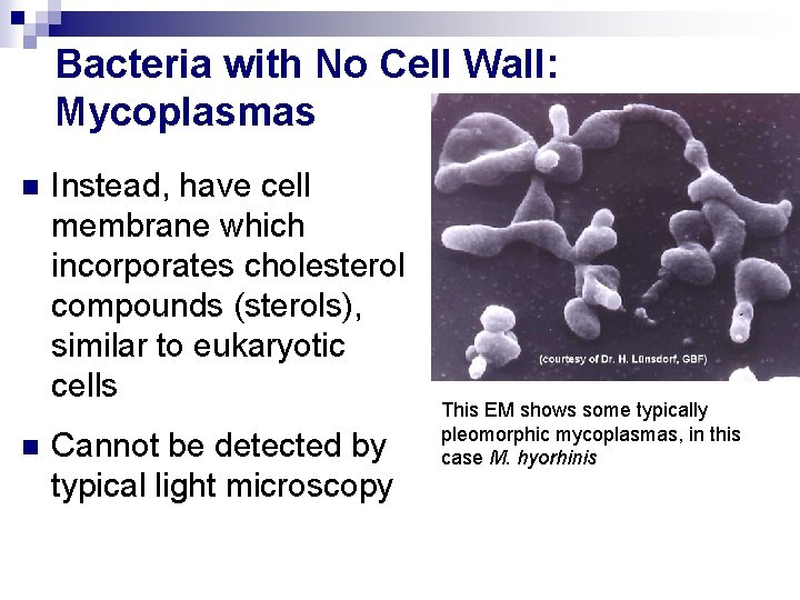 Bacteria with No Cell Wall: Mycoplasmas n n Instead, have cell membrane which incorporates