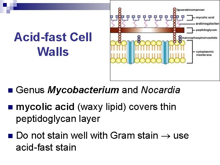 Acid-fast Cell Walls n Genus Mycobacterium and Nocardia n mycolic acid (waxy lipid) covers