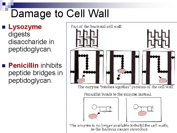 Damage to Cell Wall n Lysozyme digests disaccharide in peptidoglycan. n Penicillin inhibits peptide