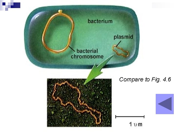 Compare to Fig. 4. 6 