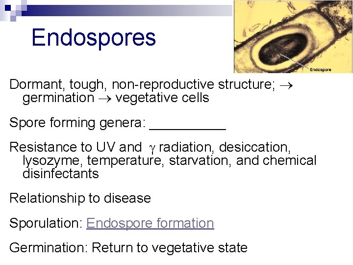 Endospores Dormant, tough, non-reproductive structure; germination vegetative cells Spore forming genera: _____ Resistance to