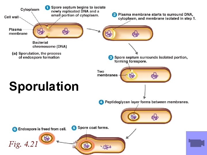Sporulation Fig. 4. 21 