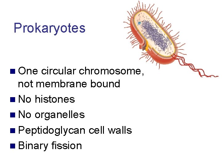 Prokaryotes n One circular chromosome, not membrane bound n No histones n No organelles